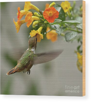 Kolibri Wood Prints