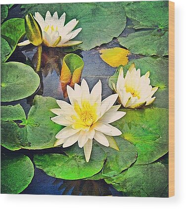 Lily Bloom Wood Prints