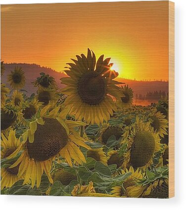 Sunflowers Wood Prints