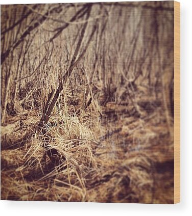 Swamps Wood Prints