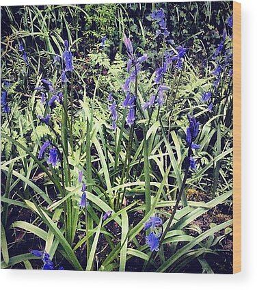 Bluebells Wood Prints