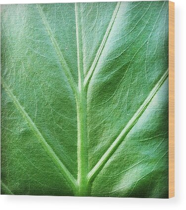 Vascular Plants Wood Prints