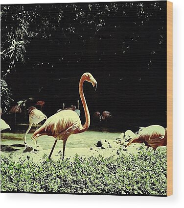 Flamingos Wood Prints