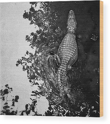 Crocodile Wood Prints