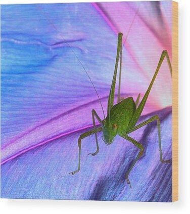 Katydid Wood Prints