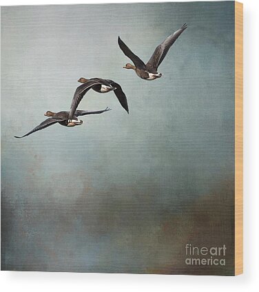 Greater White-fronted Goose Wood Prints