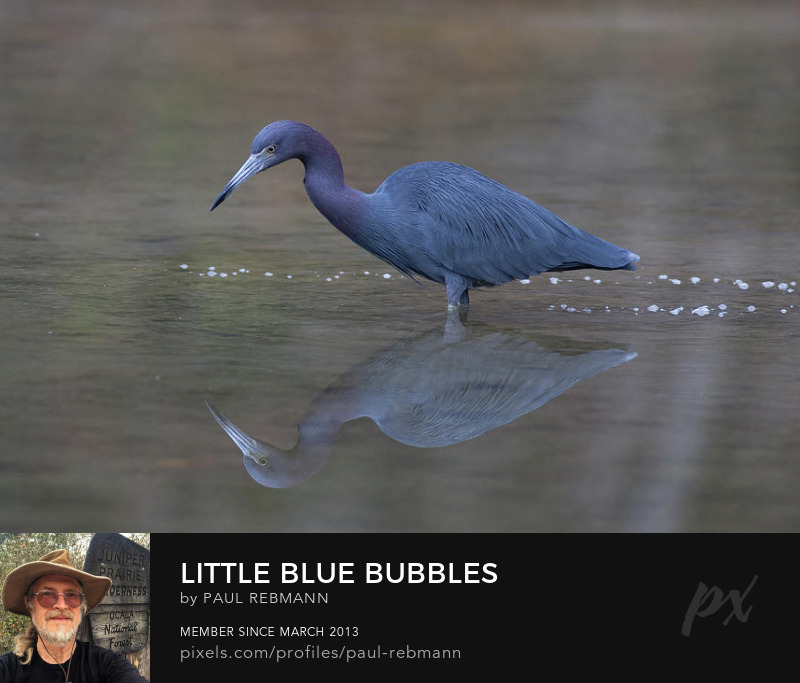 View online purchase options for Little Blue Bubbles by Paul Rebmann