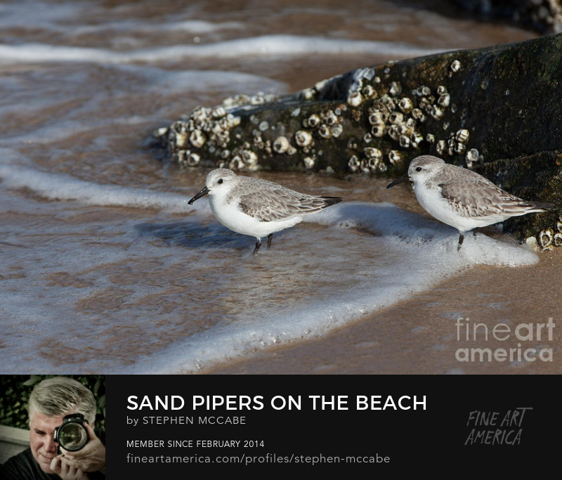 Sand Pipers on the Beach by Stephen McCabe