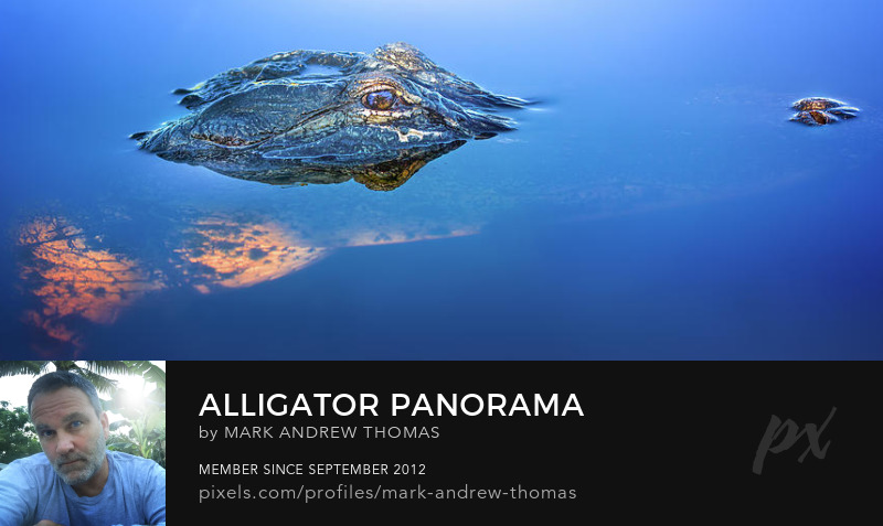 american alligator Photography Prints