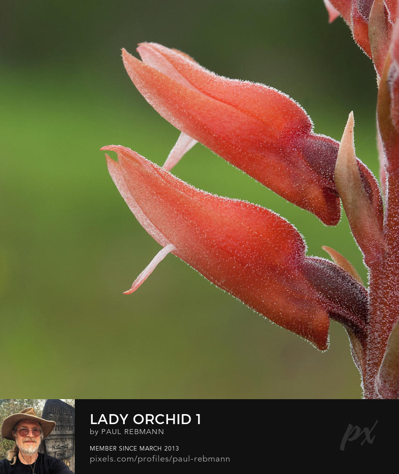 View online purchase options for Lady Orchid #1 by Paul Rebmann