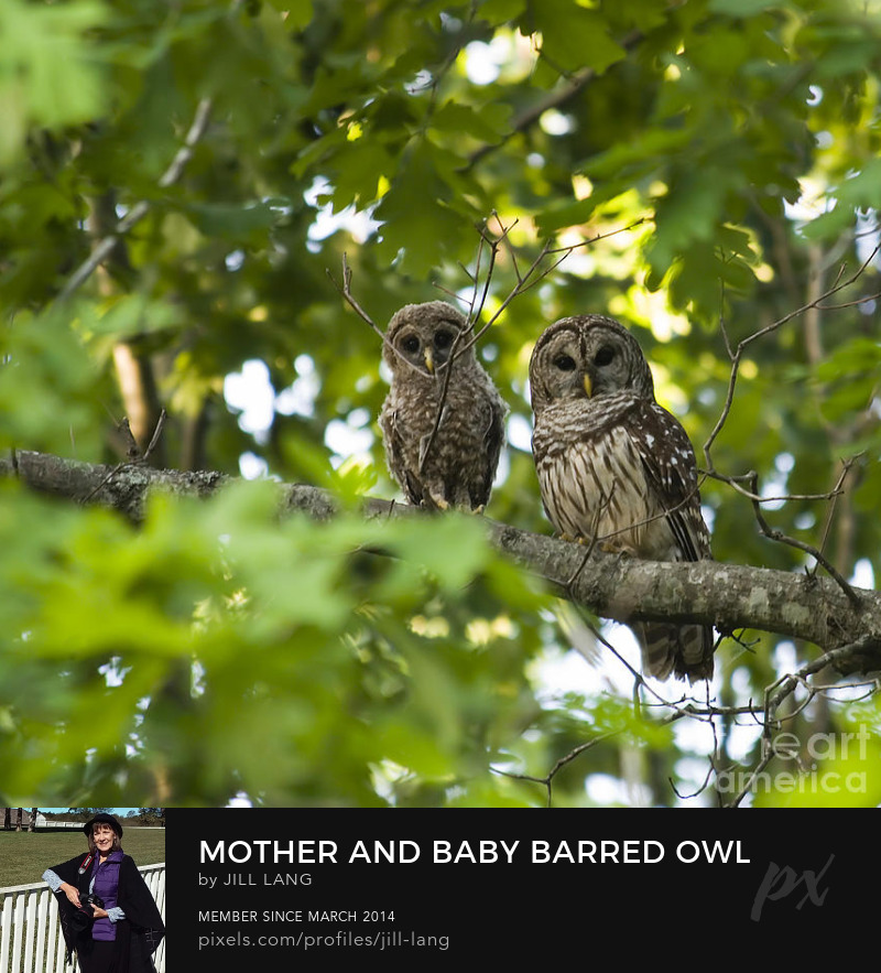 Mother and Baby Barred Owl