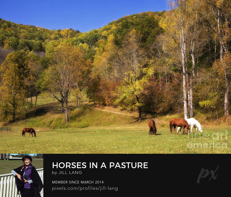 Horses in a Field