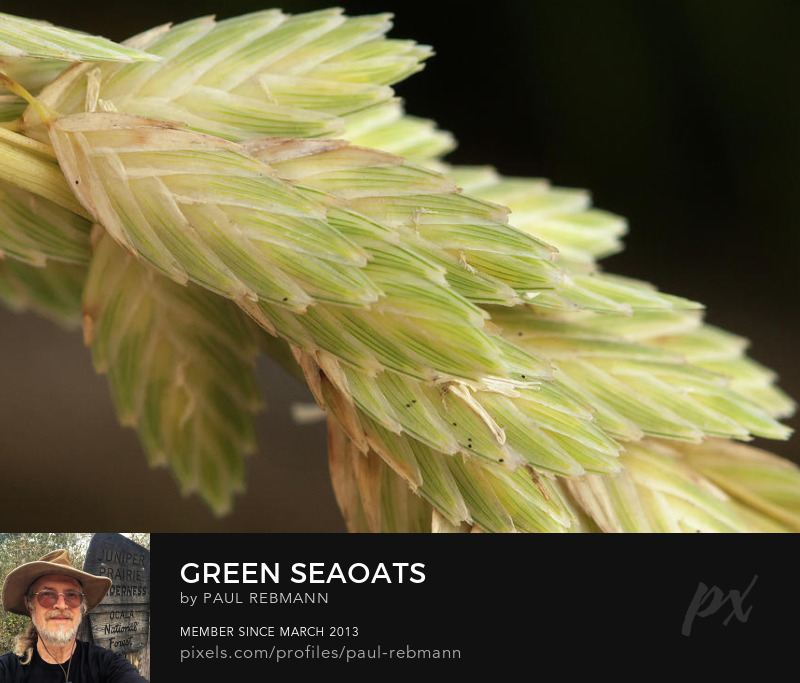 View online purchase options for Green Seaoats by Paul Rebmann