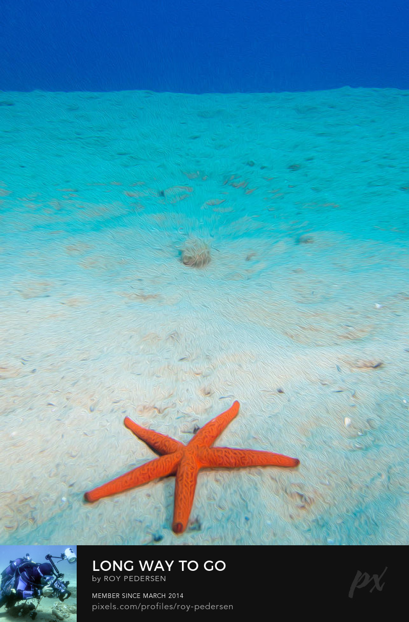 Long Way to Go by Roy Pedersen underwater nature starfish