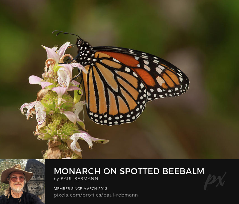 View online purchase options for  Monarch on Spotted Beebalm by Paul Rebmann