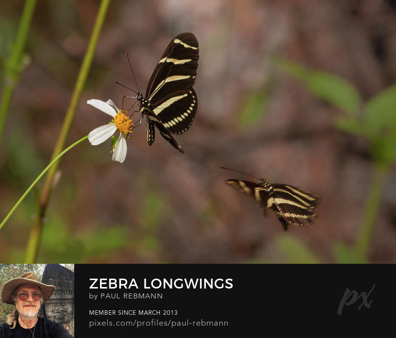 View online purchase options for Zebra Longwings by Paul Rebmann