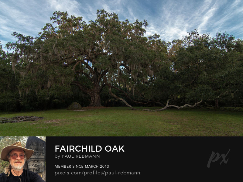 View online purchase options for Fairchild Oak by Paul Rebmann