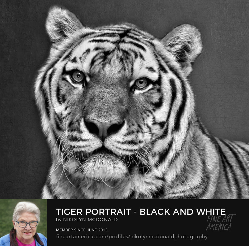 black and white siberian tiger close-up photo by nikolyn mcdonald