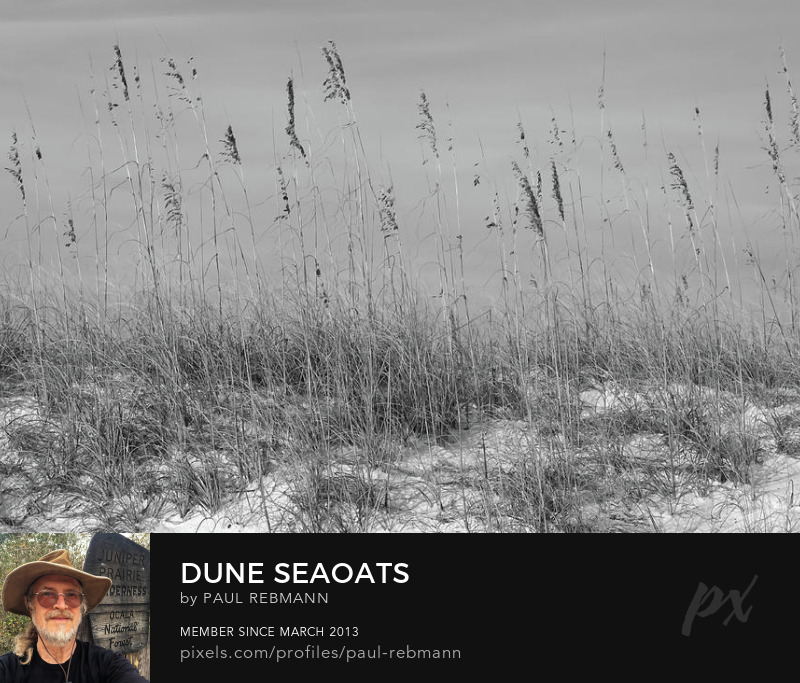 View online purchase options for Dune Seaoats by Paul Rebmann