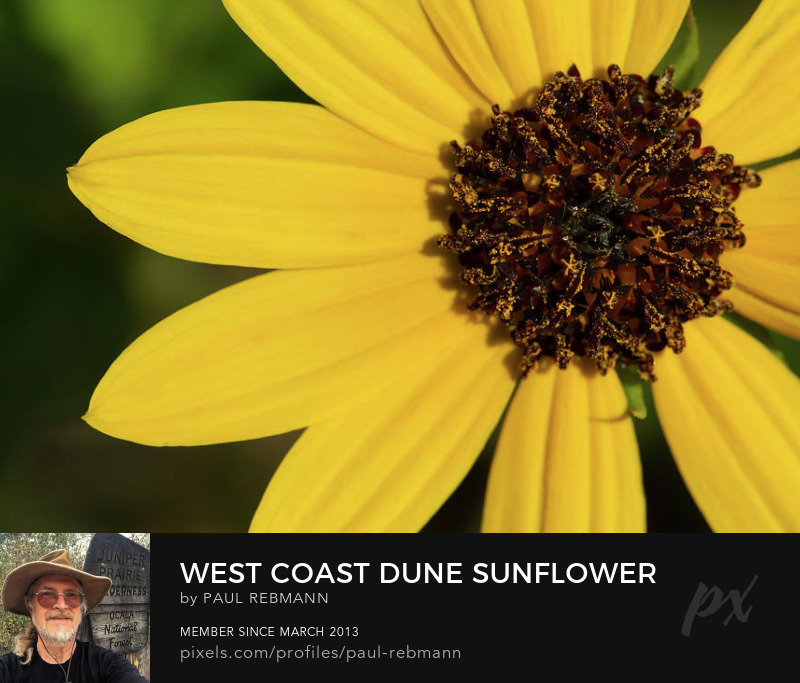 View online purchase options for  West Coast Dune Sunflower by Paul Rebmann