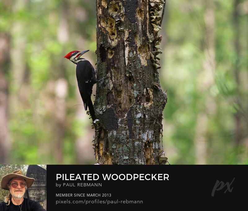 View online purchase options for Pileated Woodpecker by Paul Rebmann