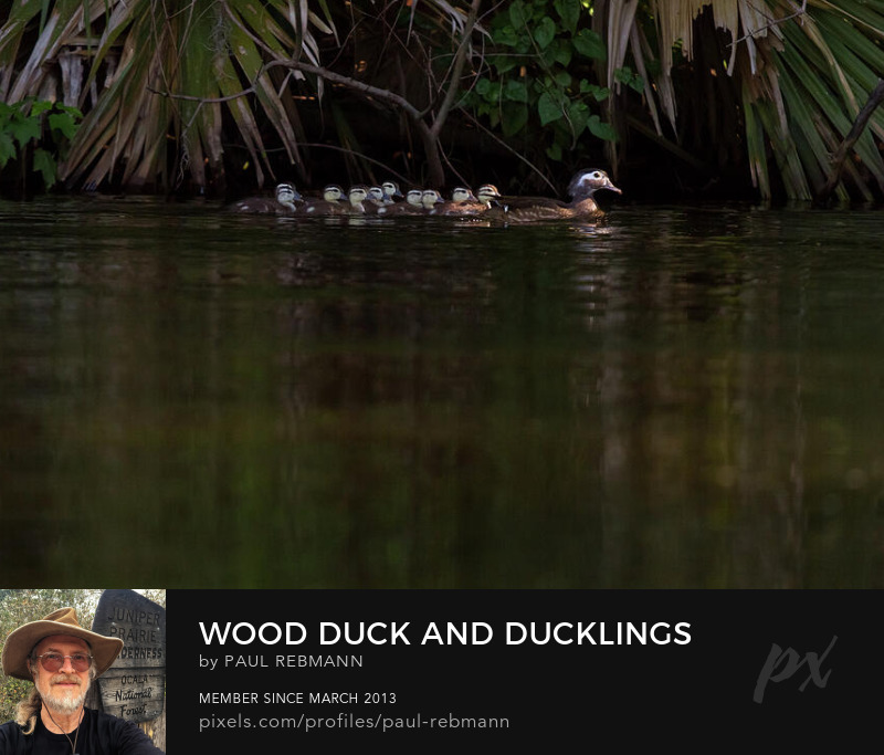 View online purchase options for Wood Duck and Ducklings by Paul Rebmann