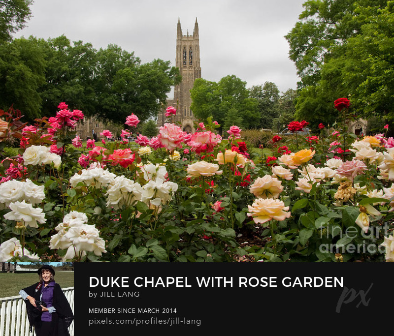 Duke Chapel with Rose Garden