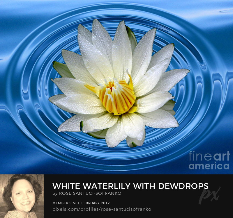 White Waterlily with Dewdrops and Ripples Photography Prints