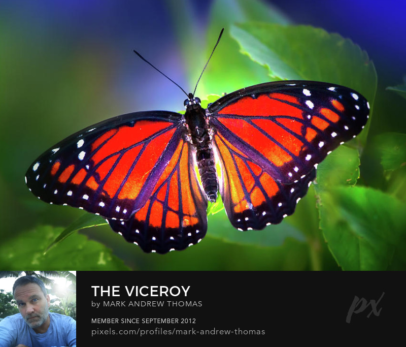 viceroy butterfly Photography Prints