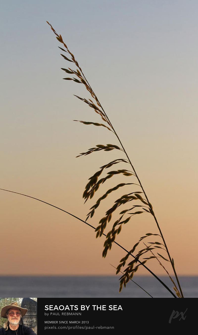 View online purchase options for Seaoats by the Sea by Paul Rebmann