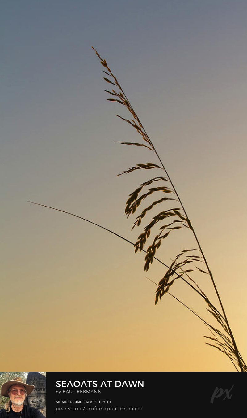 View online purchase options for Seaoats at Dawn by Paul Rebmann