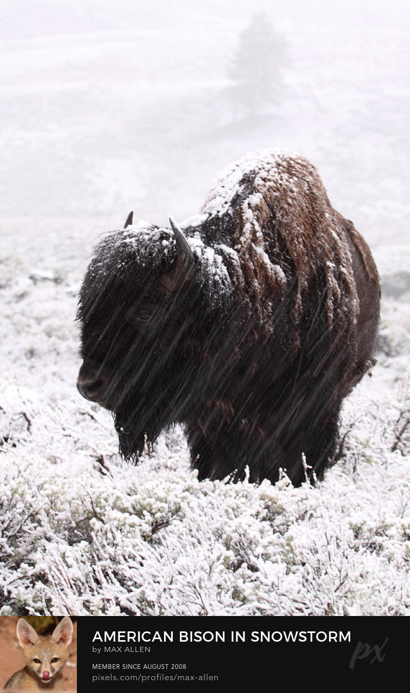 American Bison in snowstorm