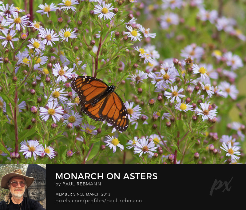 View online purchase options for Monarch on Asters by Paul Rebmann