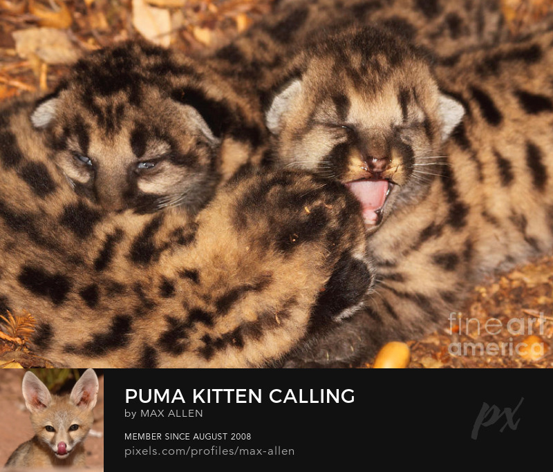 Puma kittens