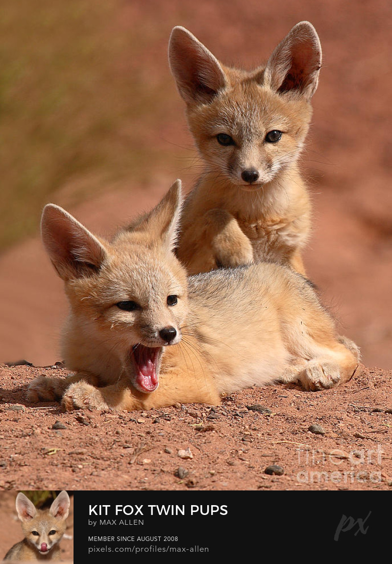 Kit fox twin pups
