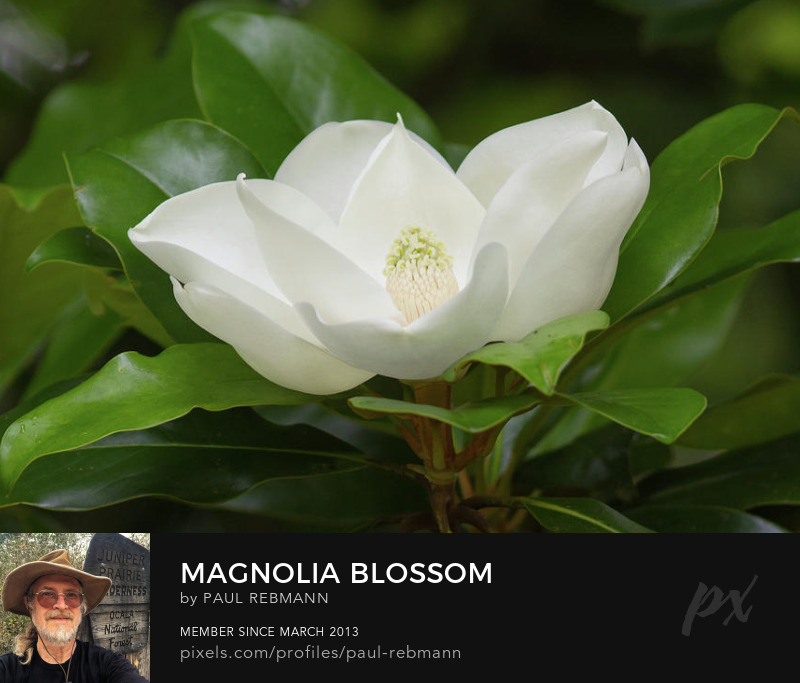 View online purchase options for Magnolia Blossom by Paul Rebmann