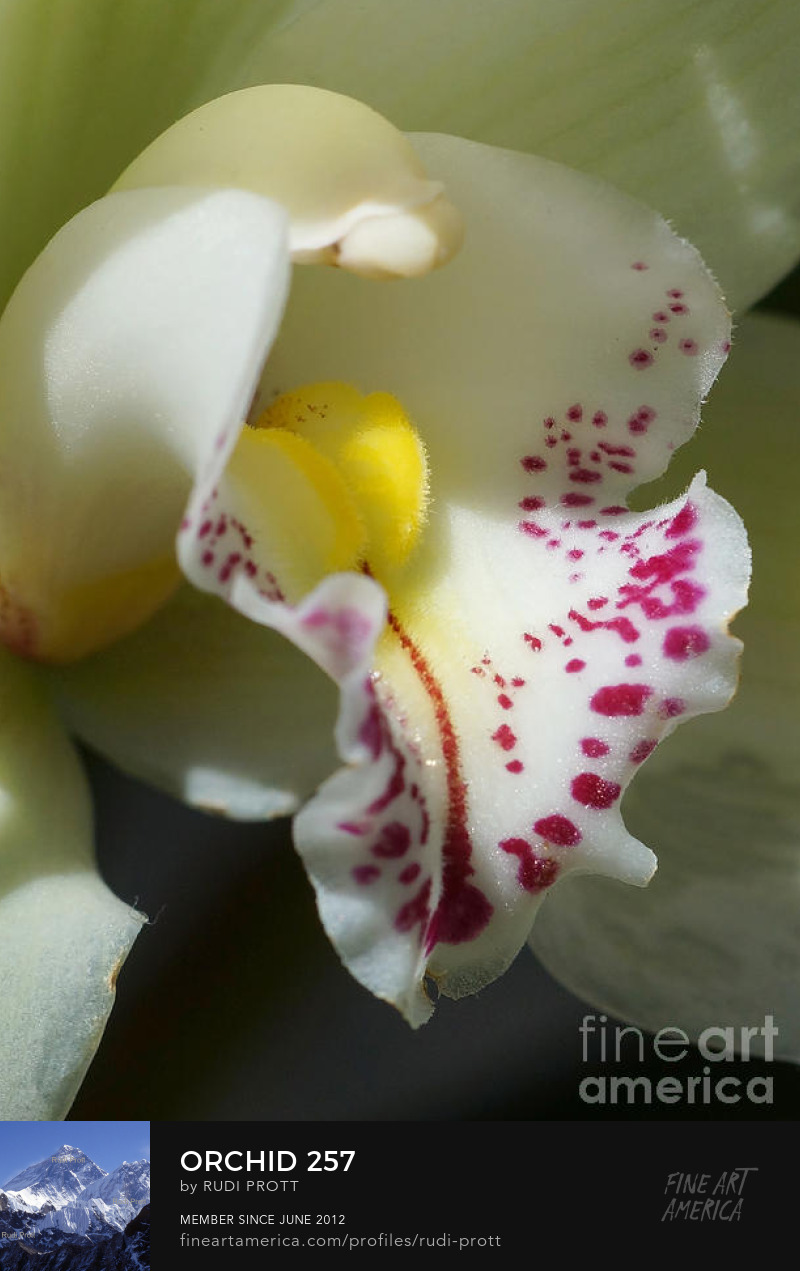 orchid by Rudi Prott