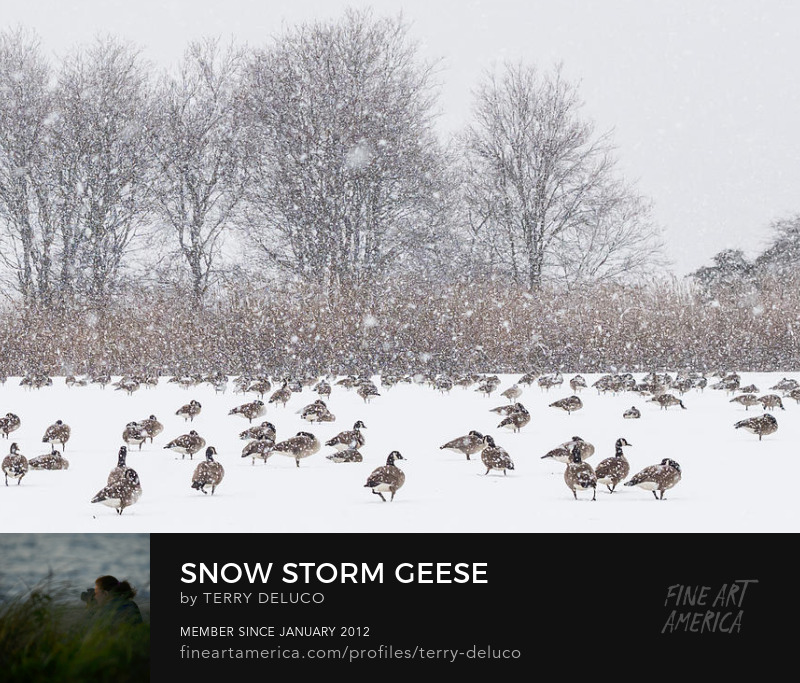 Terry DeLuco Winter Geese Print