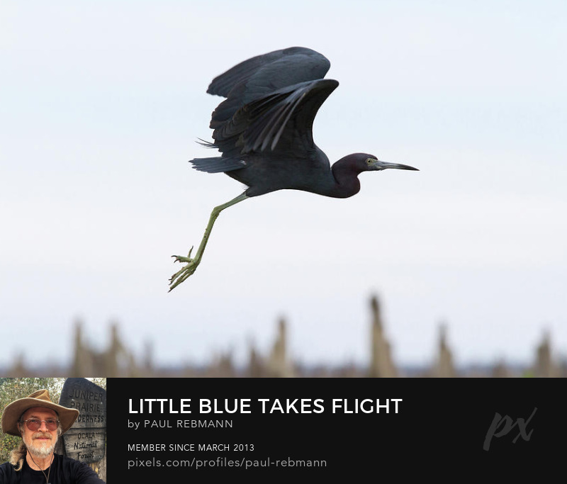 View online purchase options for Little Blue Takes Flight by Paul Rebmann