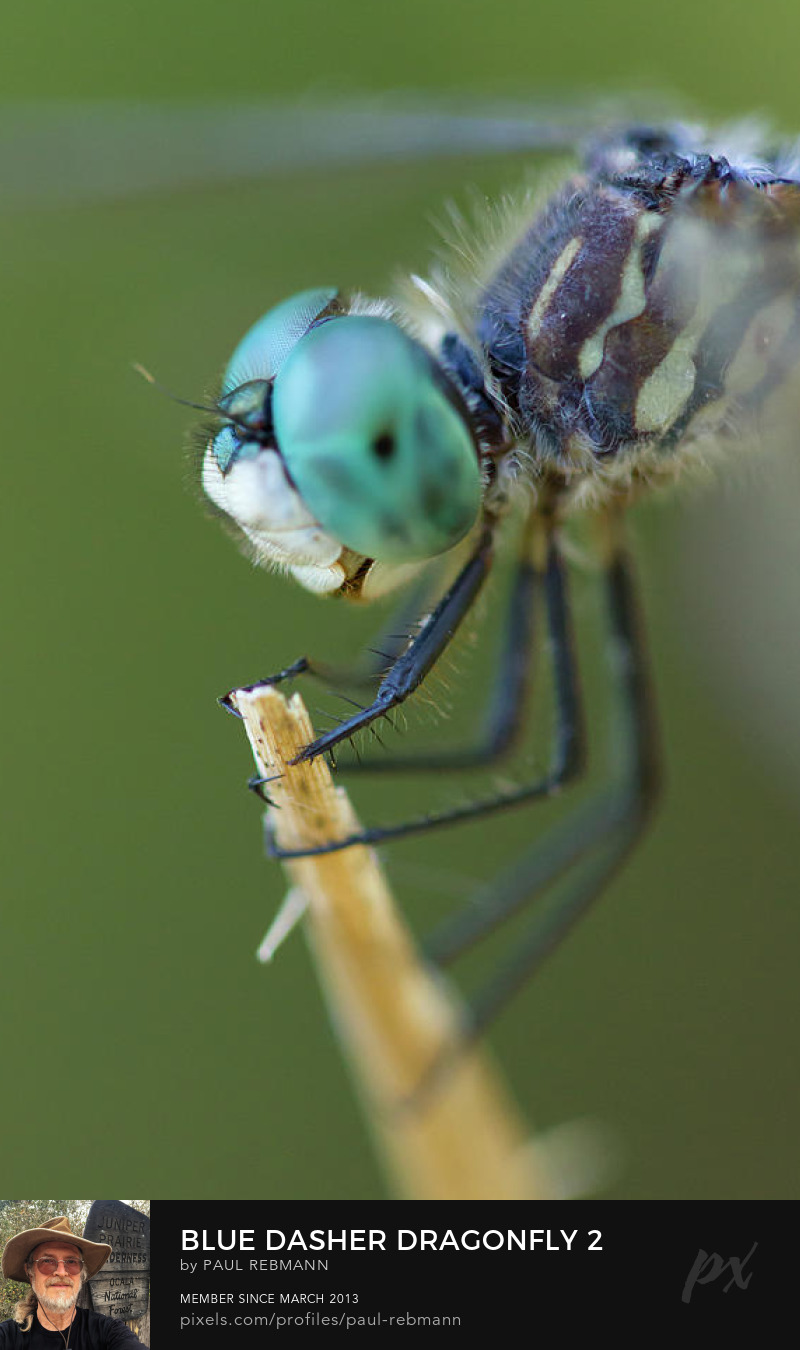 View online purchase options for Blue Dasher Dragonfly #2 by Paul Rebmann