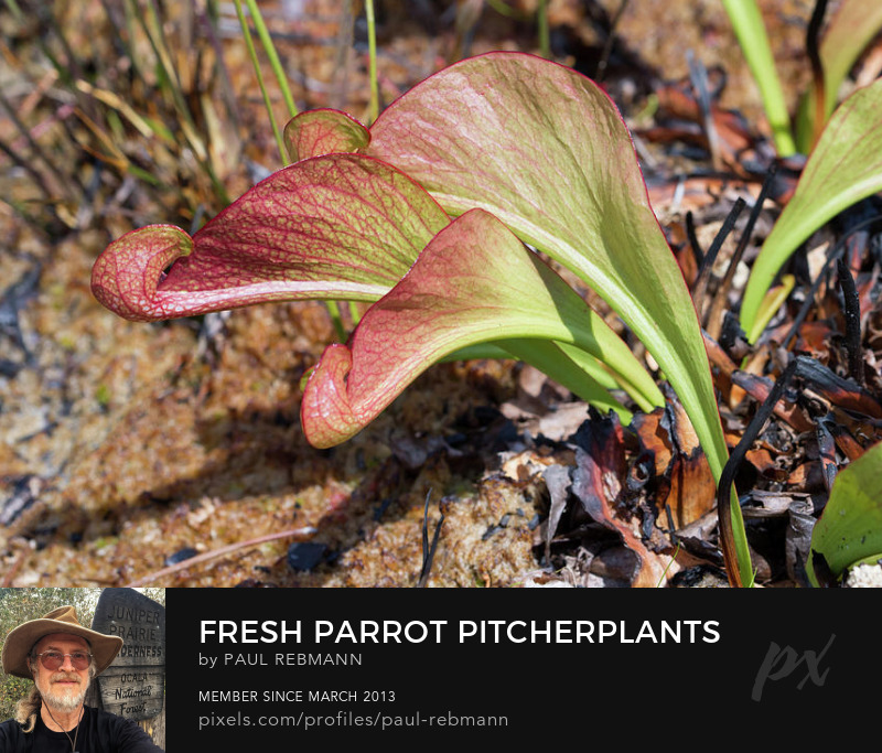 View online purchase options for Fresh Parrot Pitcherplants by Paul Rebmann