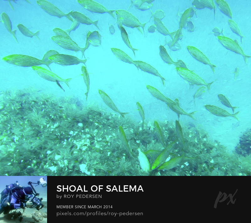 Shoal of Salema by Roy Pedersen fish face mask