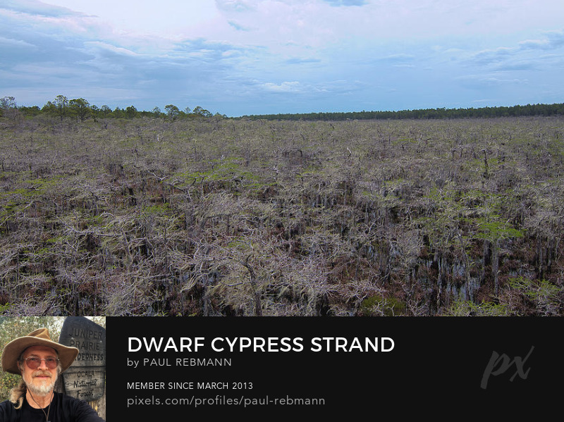 View online purchase options for Dwarf Cypress Strand by Paul Rebmann