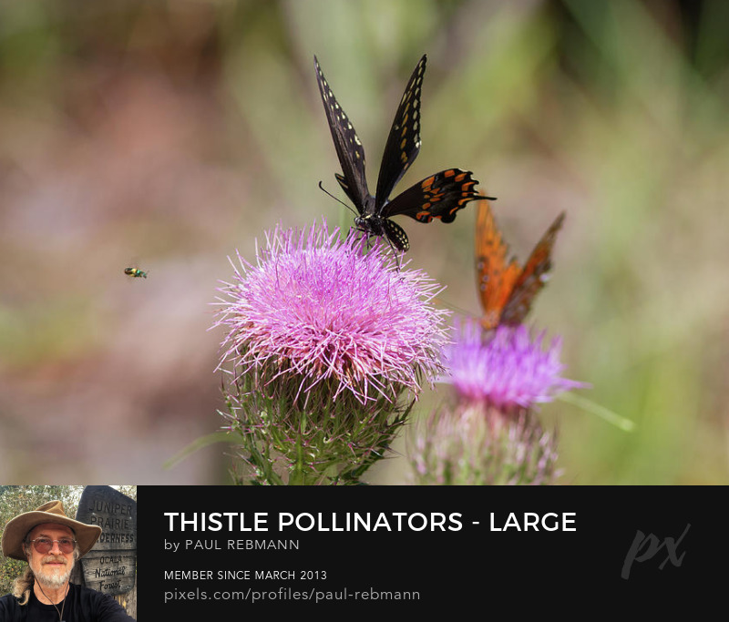 View online purchase options for Thistle Pollinators - Large and Small by Paul Rebmann