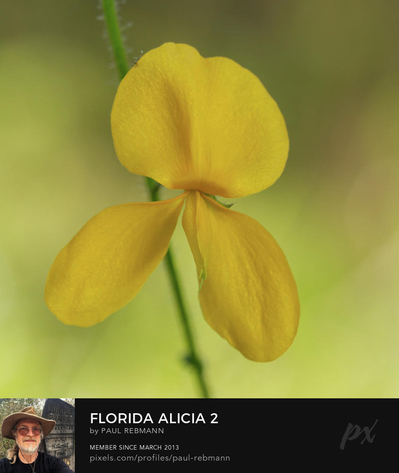 View online purchase options for Florida Alicia 2 by Paul Rebmann