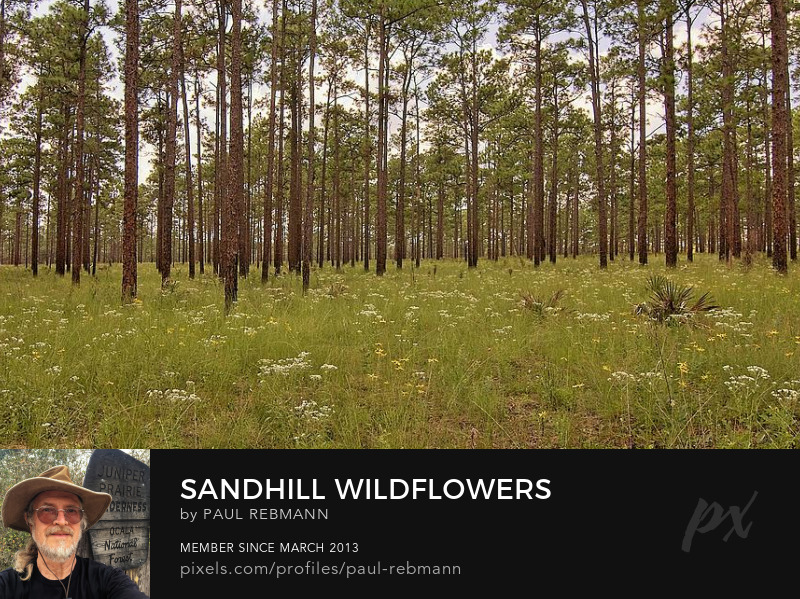 View online purchase options for Sandhill Wildflowers by Paul Rebmann