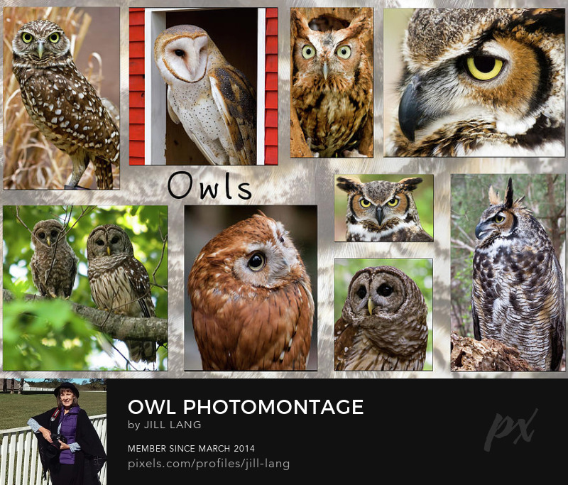 Owl Montage