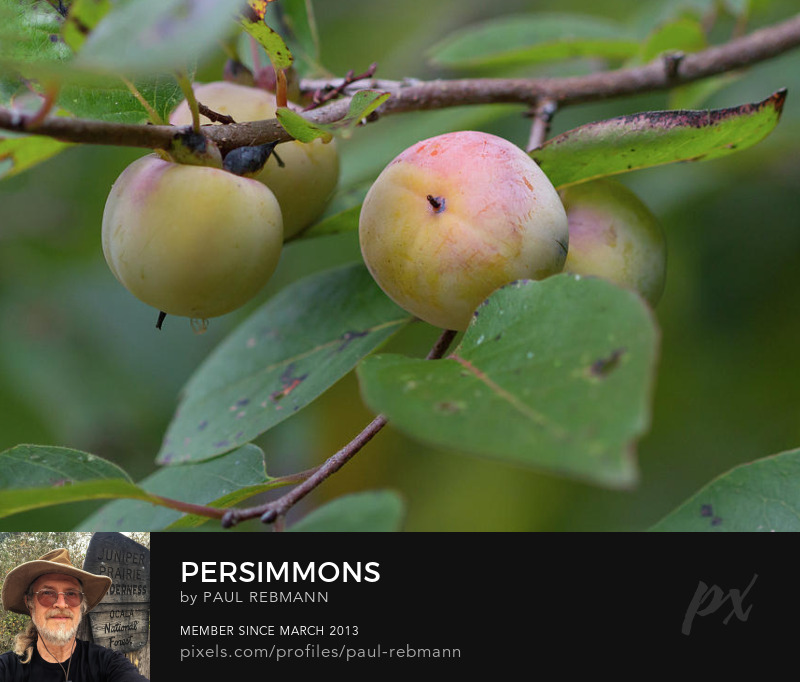 View online purchase options for Persimmons by Paul Rebmann