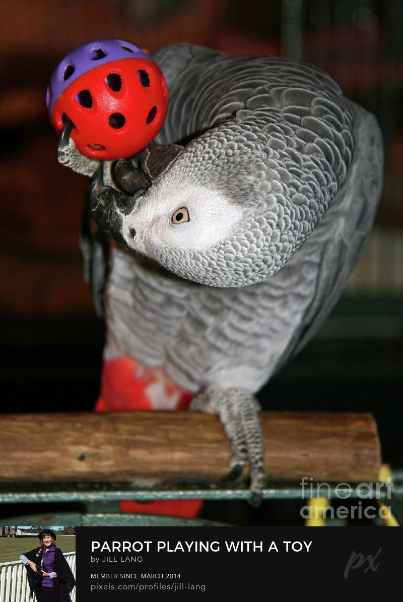 African Grey playing with a toy ball