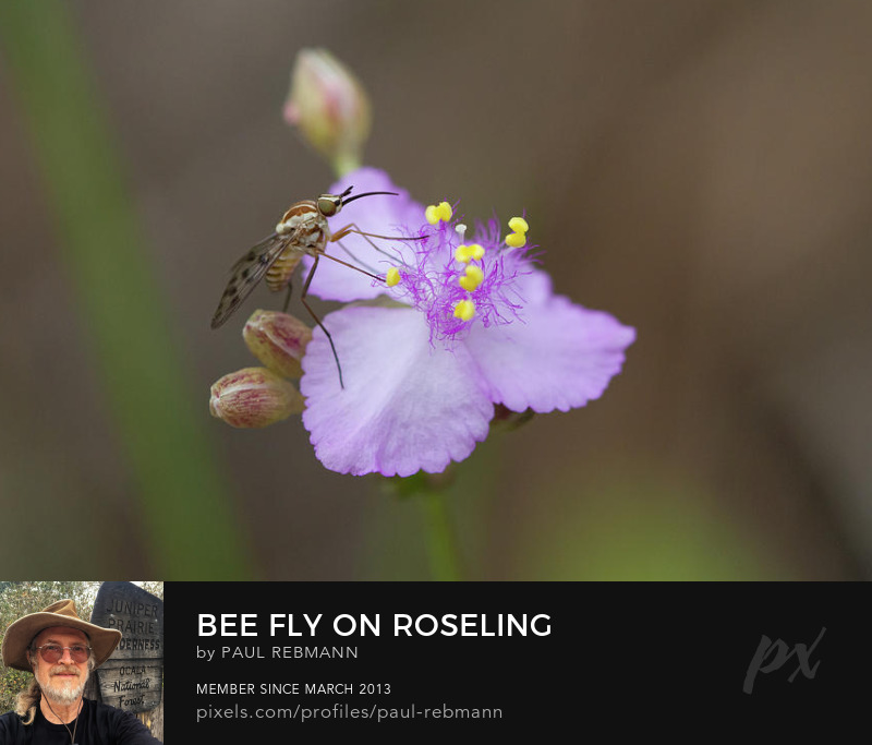 View online purchase options for Bee Fly on Roseling by Paul Rebmann